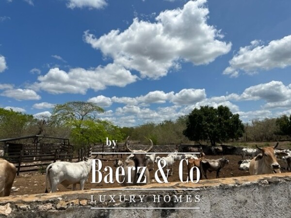 photo 13 Sudzal carretera a Tzalam, Km 7 